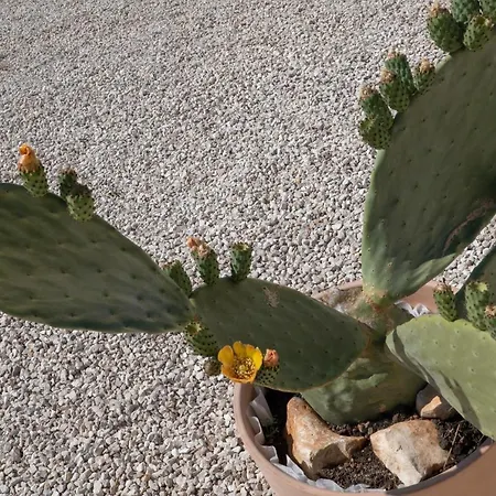 Arbor Exclusive 우겐토