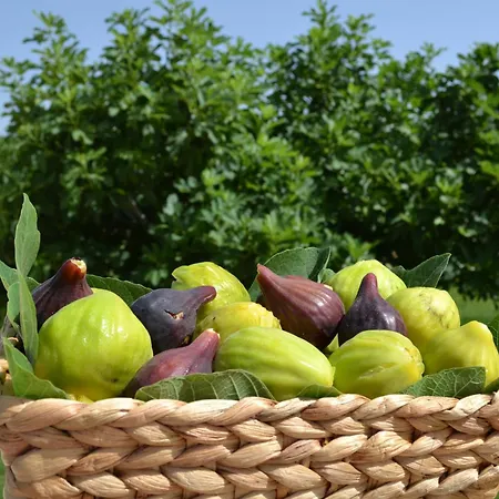 B&B Arbor Exclusive 4*