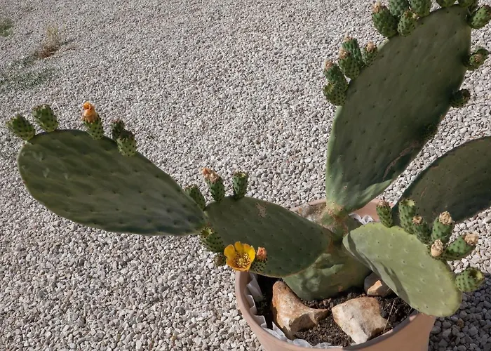 Arbor Exclusive 乌真托